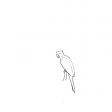 #1261 Another Parrot